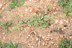 Gisekia pharnaceoides